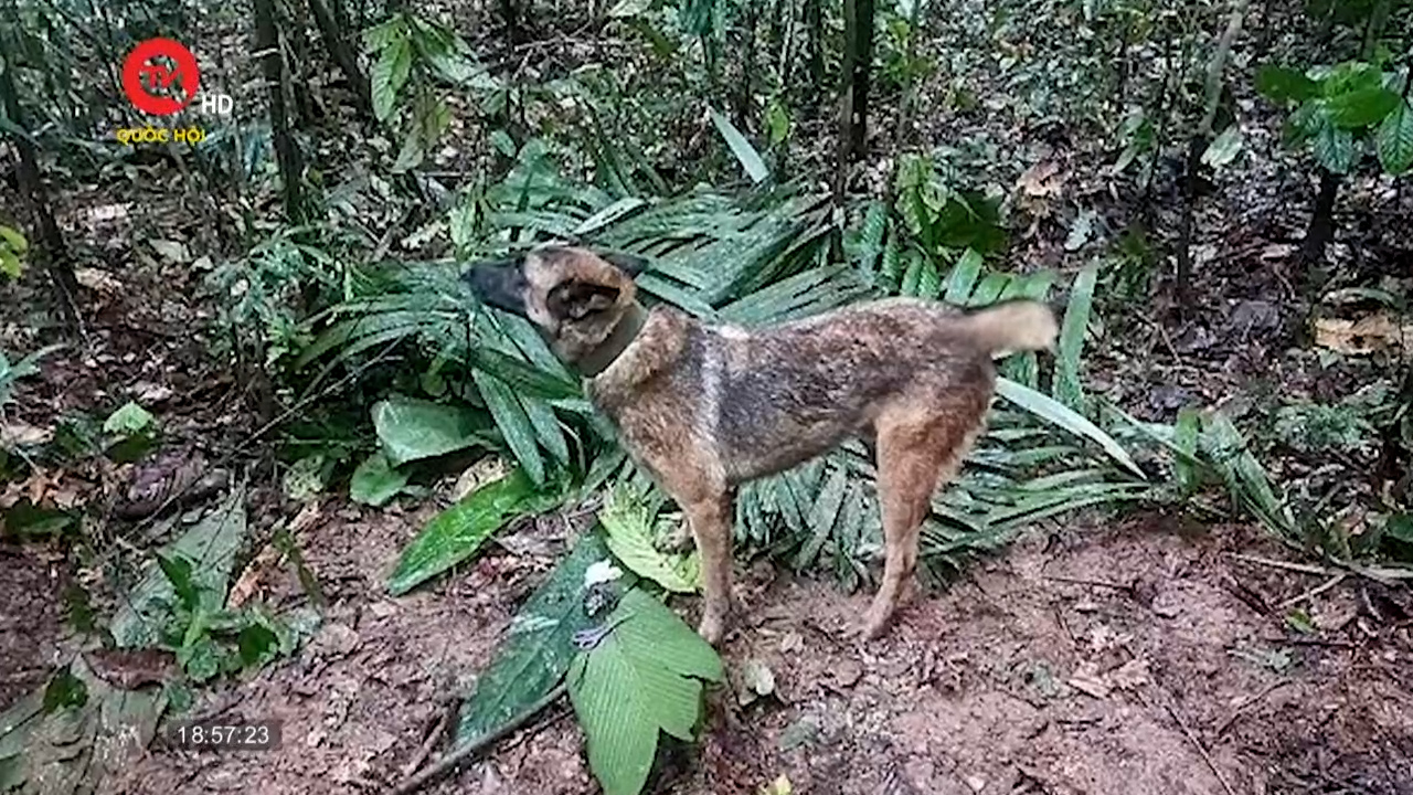 Colombia nỗ lực tìm kiếm chú chó cứu hộ Wilson