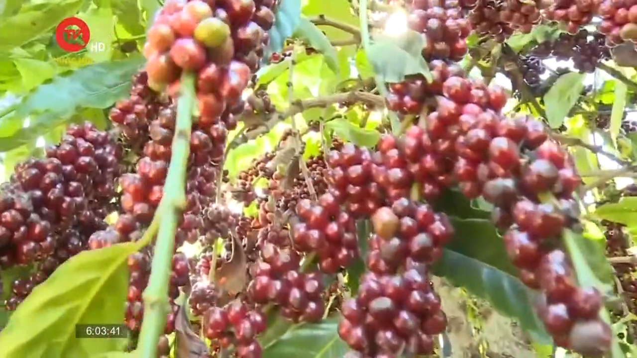Khuyến cáo không trồng ồ ạt cây cà phê khi giá tăng cao