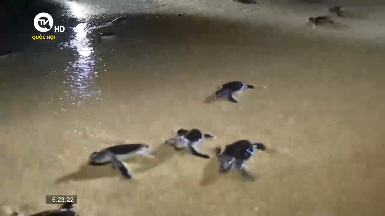 Bình Thuận: Đưa 84 cá thể rùa con quý hiếm về biển