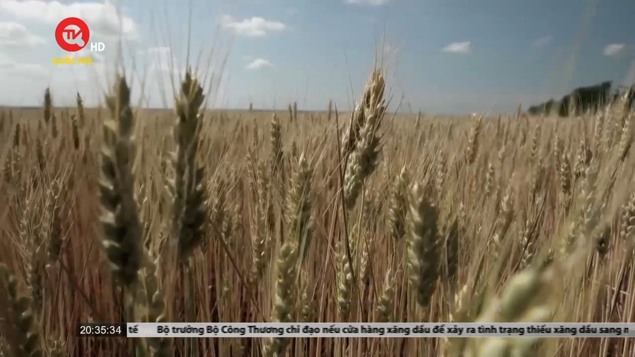 Nỗ lực tháo gỡ khủng hoảng ngũ cốc Ukraine
