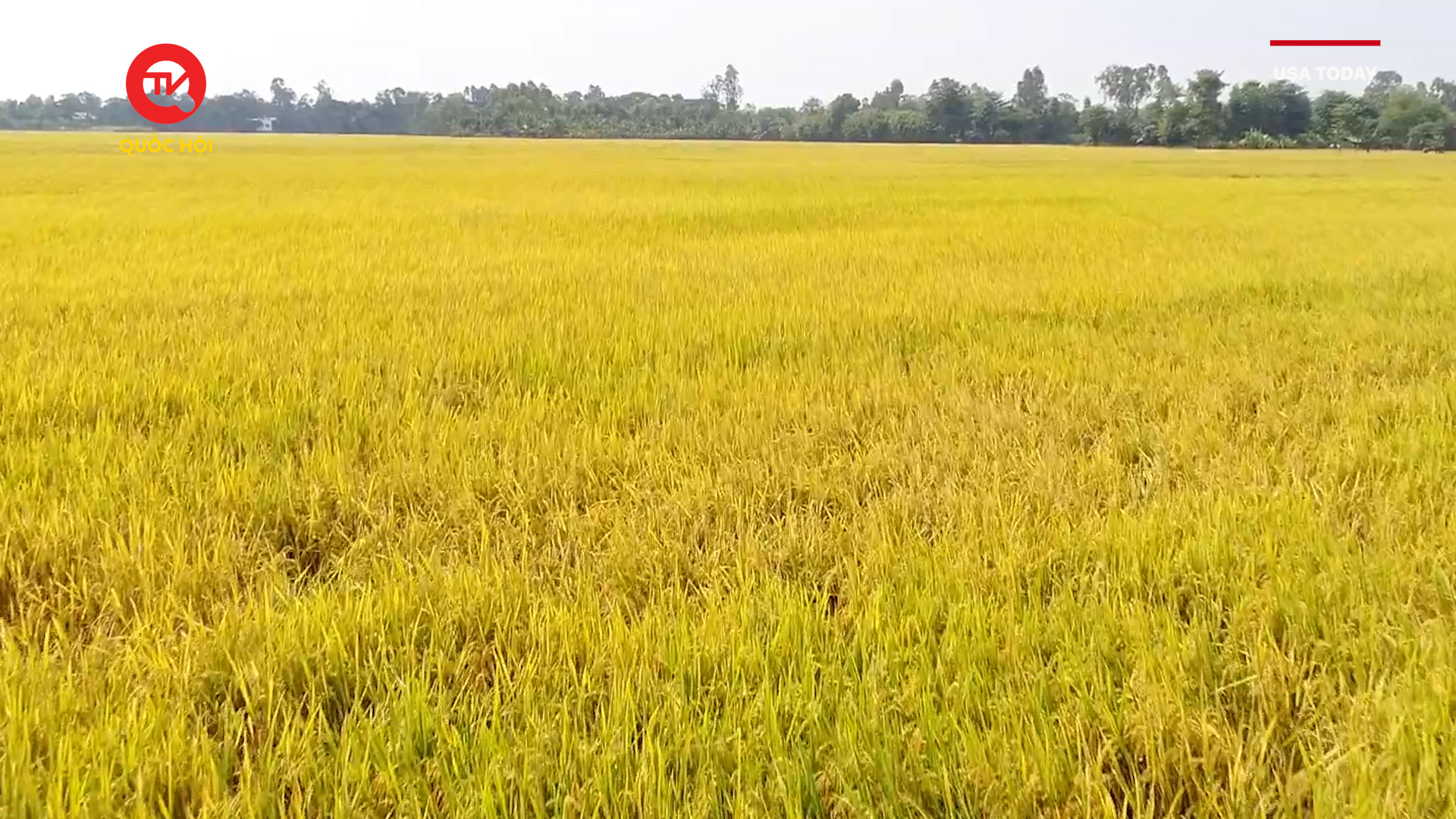 Giá lương thực toàn cầu có thể kéo giá gạo tăng vọt