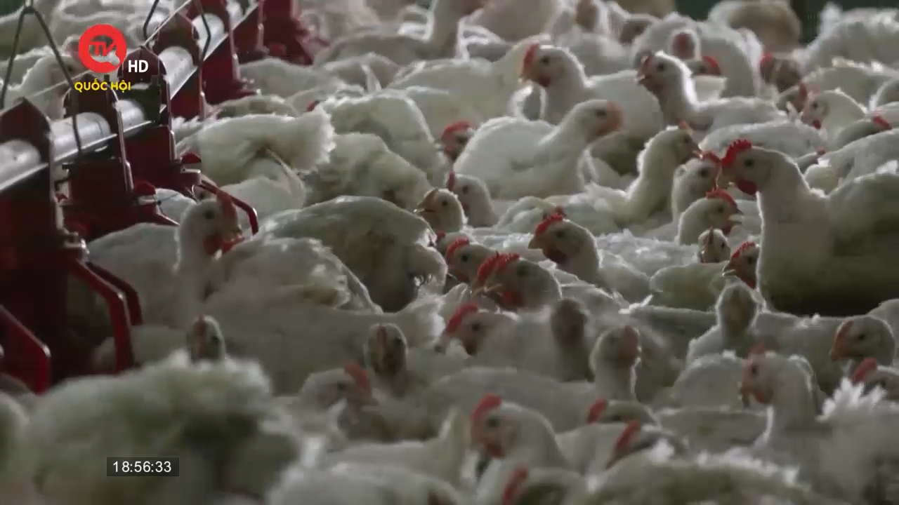 Malaysia bỏ một phần lệnh cấm xuất khẩu gà sang Singapore