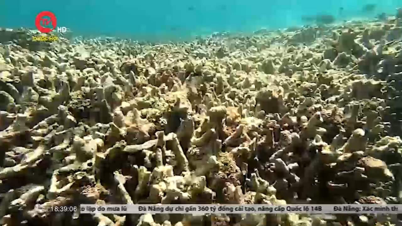 Nguyên nhân san hô chết hàng loạt, phủ trắng biển Hòn Mun