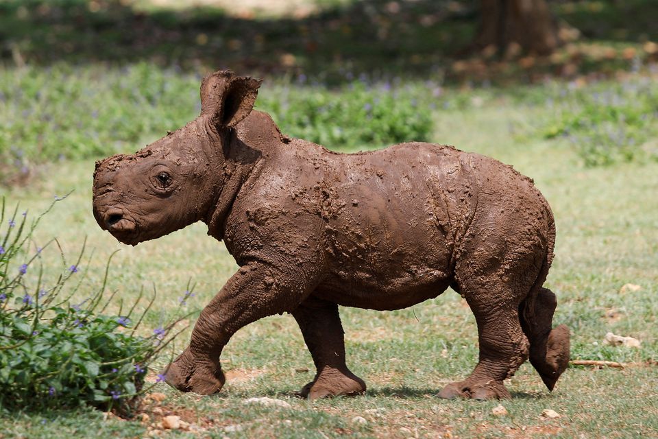 Cuba: Đón chú tê giác trắng thứ 2 được sinh ra trong vườn thú