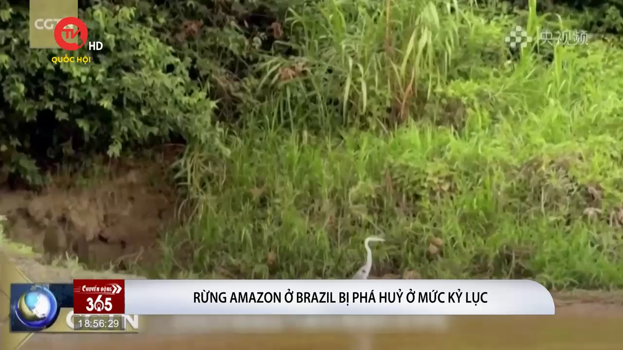 6 tháng đầu năm, rừng Amazon ở Brazil bị phá huỷ ở mức kỷ lục