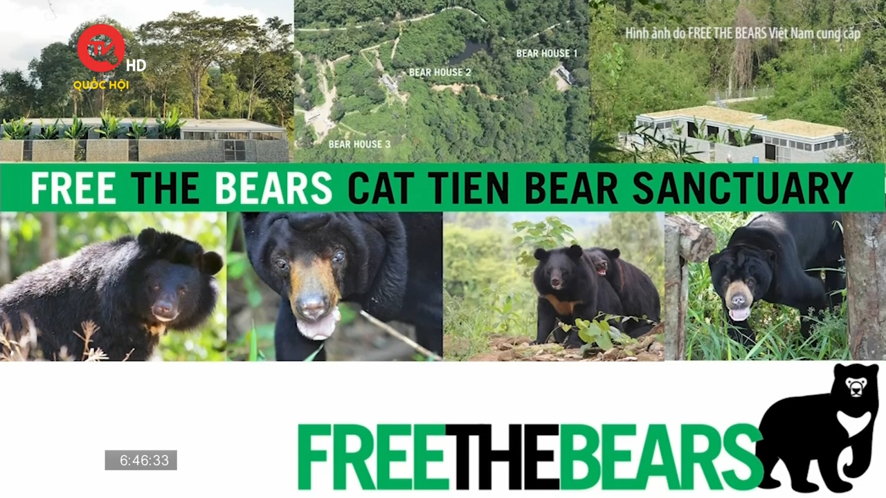 Khách mời hôm nay: Free the Bears và nỗ lực giải cứu gấu bị nuôi nhốt tại Việt Nam