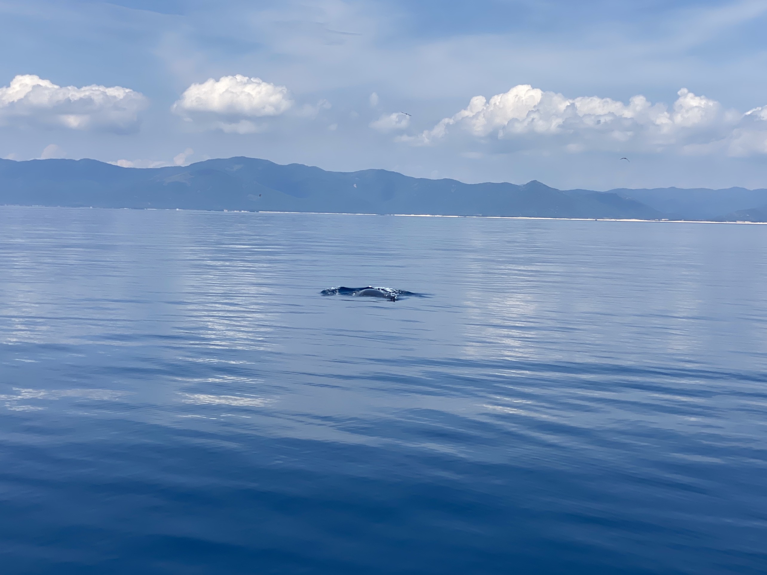 Cá voi xanh bất ngờ xuất hiện ở biển Đề Gi - Bình Định
