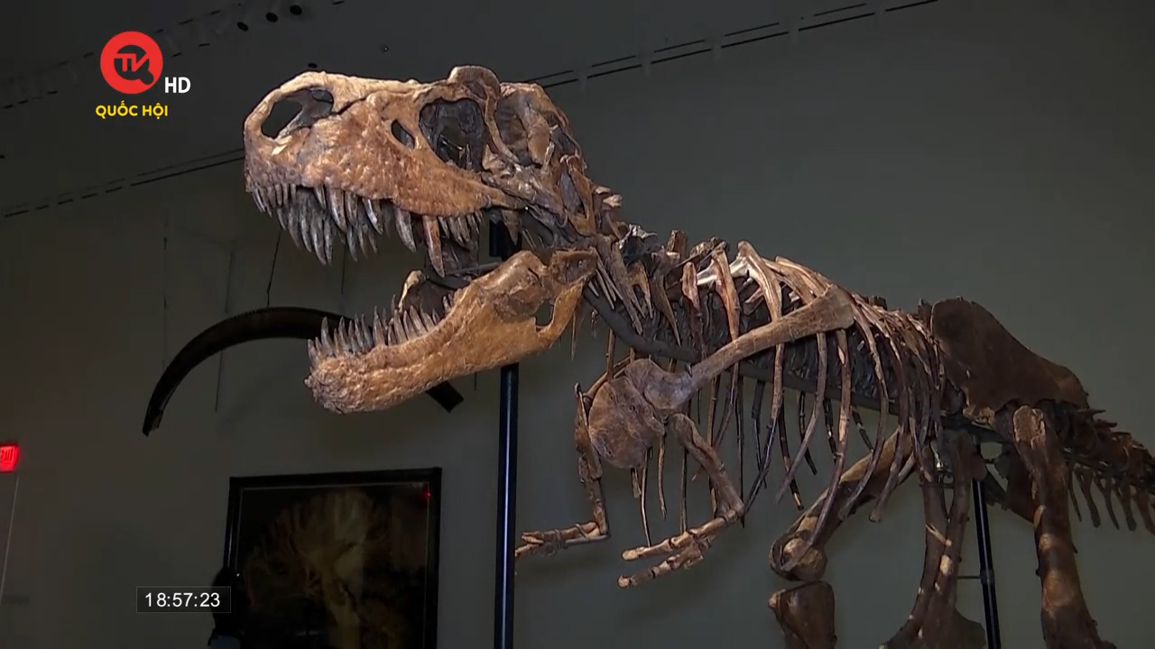 Đấu giá bộ xương khủng long Gorgosaurus hoàn chỉnh quý hiếm