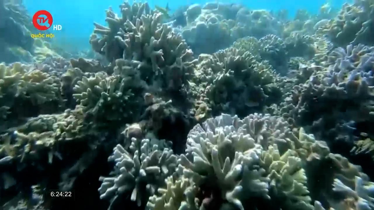 Đề xuất giải pháp xử lý tình trạng suy giảm rạn san hô ở Hòn Mun