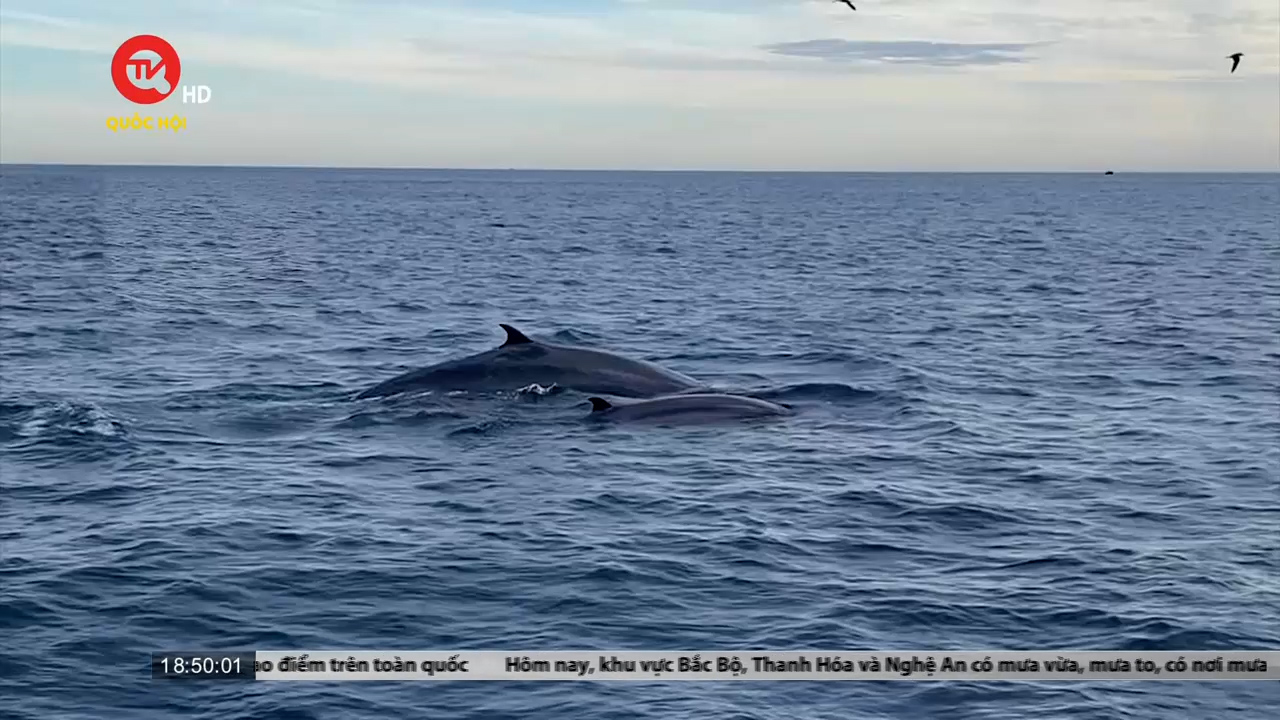 Đàn cá voi xanh xuất hiện ven biển Đề Gi - Bình Định
