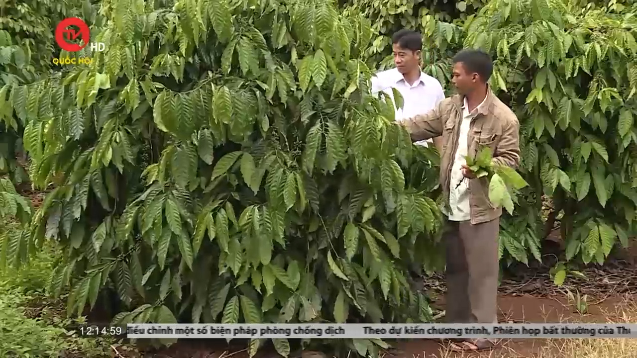Tái canh cây cà phê giúp xoá nghèo bền vững