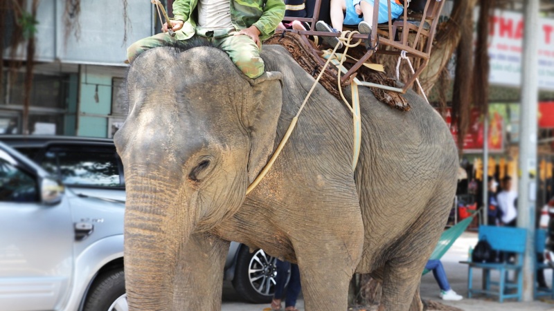 Viện trợ hơn 55 tỷ đồng để Đắk Lắk chấm dứt du lịch cưỡi voi