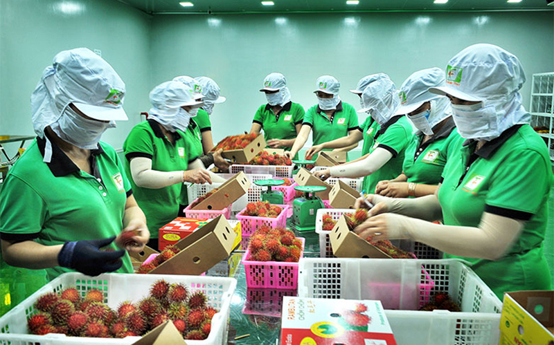 Điểm tin quốc tế 20/9: Việt Nam củng cố vị thế trong xuất khẩu trái cây tươi