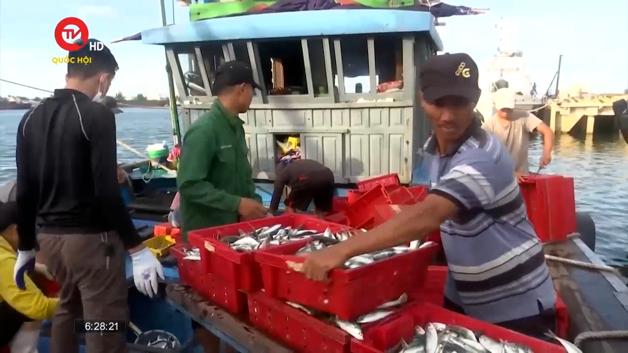 Quảng Trị: Ngư dân trúng đậm vụ cá nam