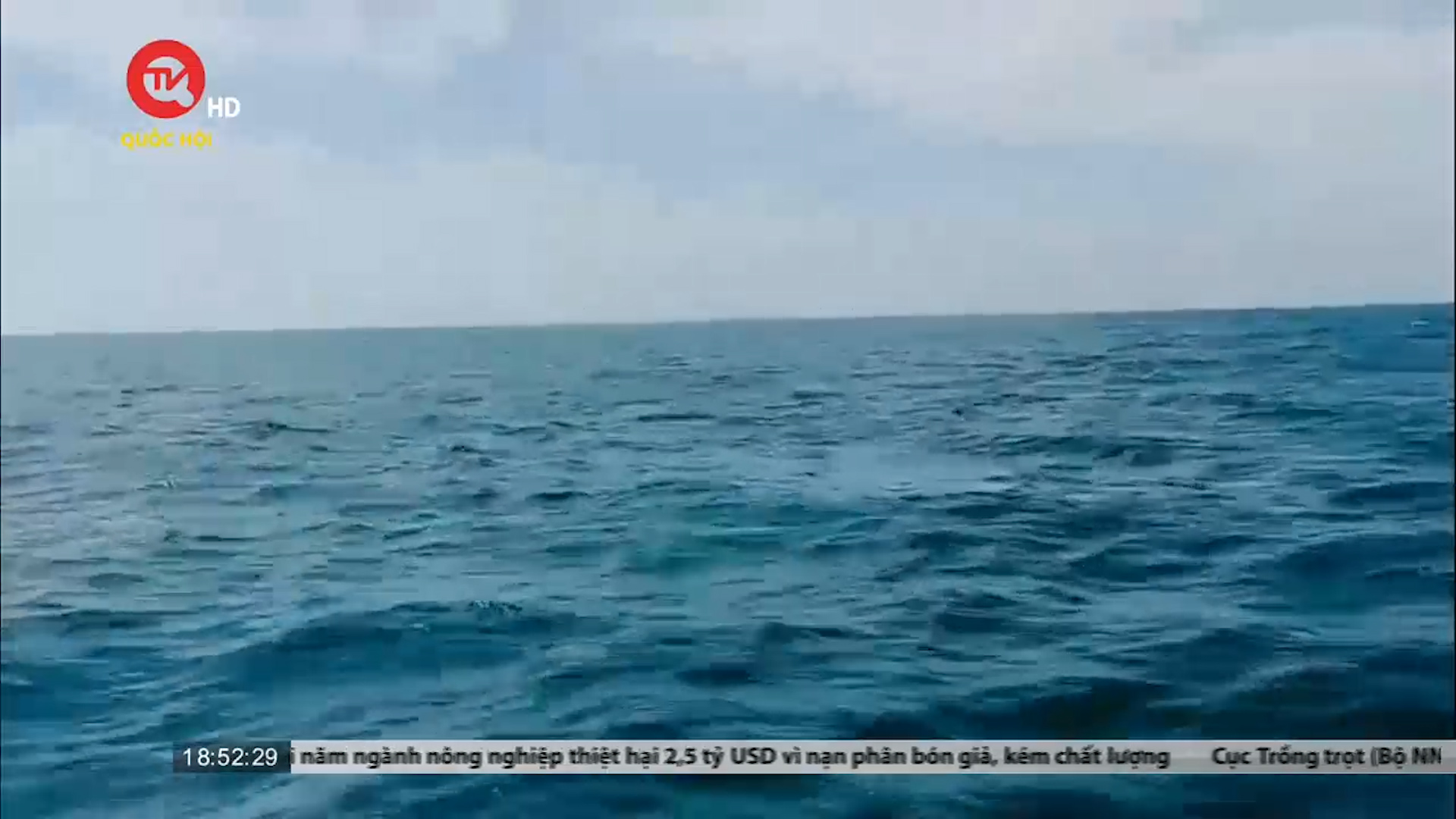 Đàn cá heo "tung tăng" bơi ở biển Bình Thuận