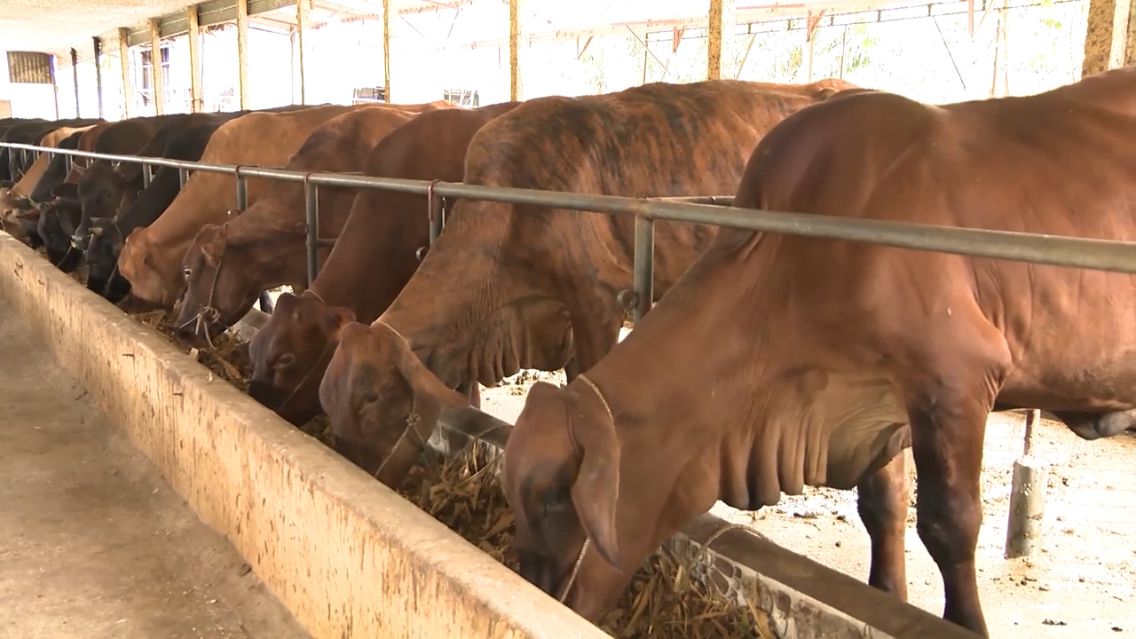 Câu chuyện hôm nay: Chăn nuôi bò thịt theo chuỗi để hội nhập bền vững