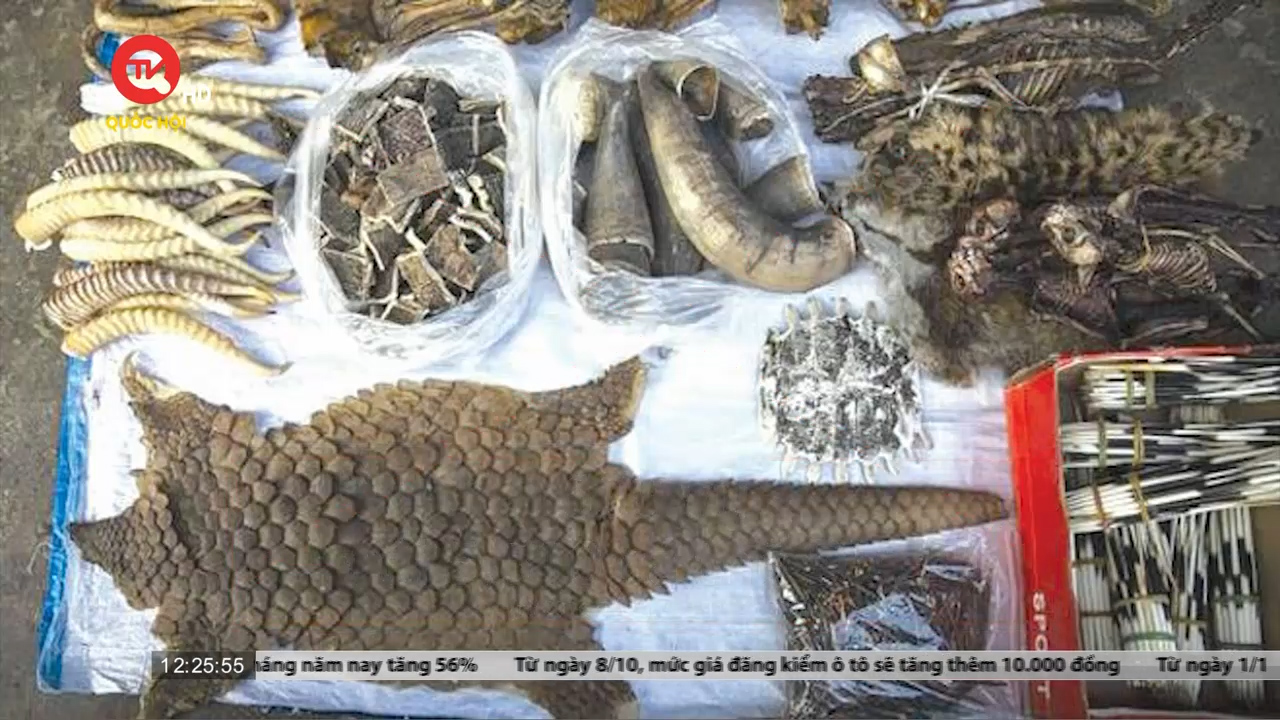 5 năm, trên 5.600 cá thể động vật hoang dã nguy cấp, quý hiếm được phát hiện bị buôn bán bất hợp pháp tại Việt Nam
