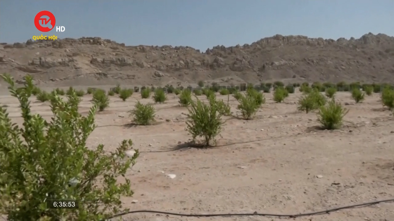 Phủ xanh sa mạc ở UAE bằng đất sét lỏng