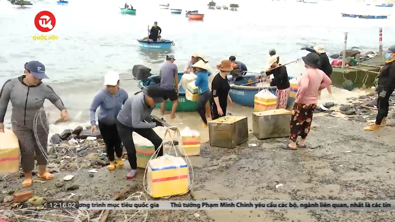 Phú Yên: Ngư dân khẩn trương chạy bão cho tôm hùm