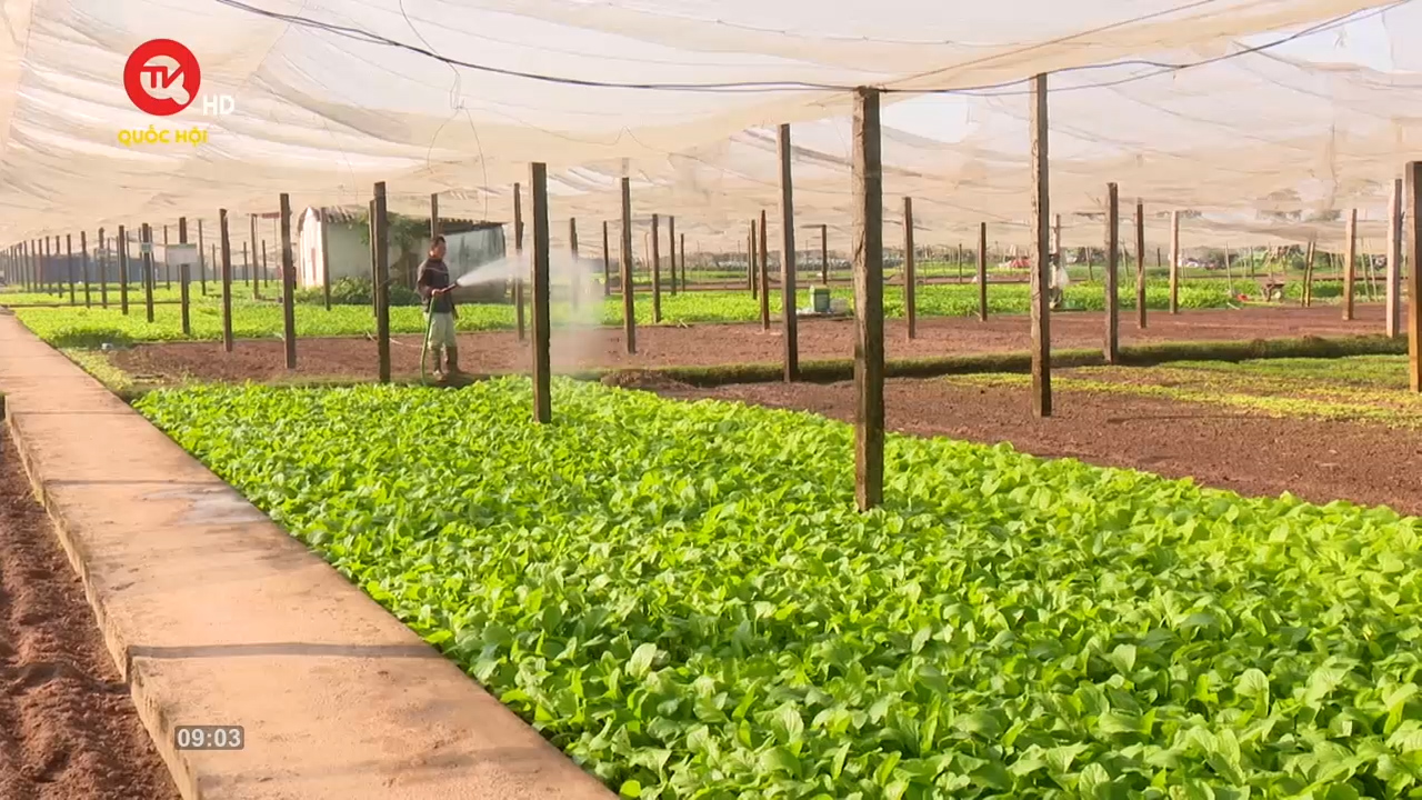 Nông nghiệp Việt Nam: Phân bón, thuốc bảo vệ thực vật giả - Hệ lụy thật