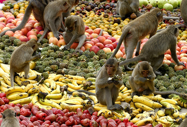 Độc đáo tiệc buffet cho khỉ tại Thái Lan